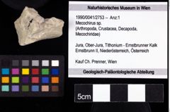 Foto (Objekt + Etiketten) von Mecochirus sp. 